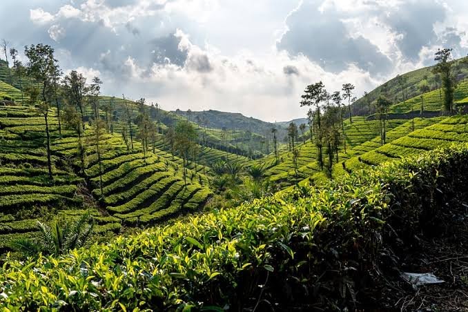 Sri Lanka Tea Plantation